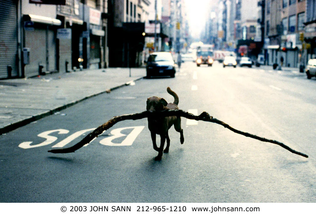 Leon cruzando Broadway con una rama, foto de John Sann